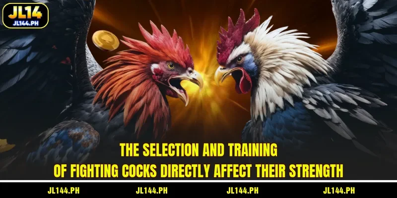 The selection and training of fighting cocks directly affect their strength